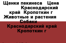 Щенки пекинеса › Цена ­ 3 000 - Краснодарский край, Кропоткин г. Животные и растения » Собаки   . Краснодарский край,Кропоткин г.